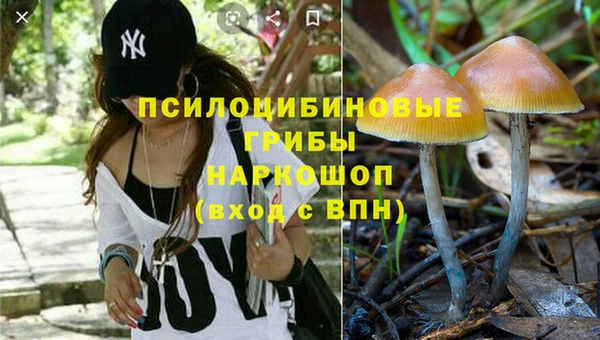 ГАЛЛЮЦИНОГЕННЫЕ ГРИБЫ Аркадак